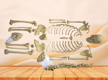 Human skeleton