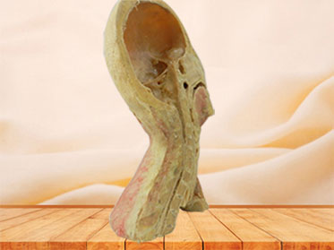 Human superficial vascular nerve of head and neck