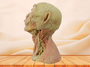 Human superficial vascular nerve of head and neck plastinated specimen
