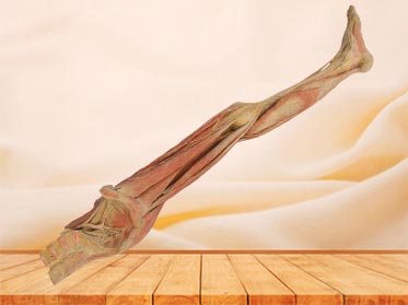 Human superficial vein and nerve of lower limb