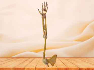 Joints of upper limb plastinated specimen