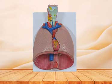 Larynx heart and lung model