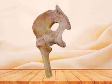 ligaments of pelvis