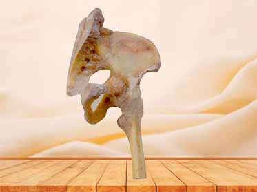 pelvis ligaments plastinated specimen