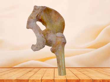 pelvis ligaments specimen