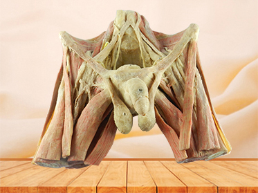Male pelvic organs