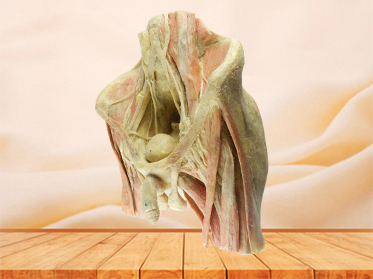 Male pelvic organs human plastination