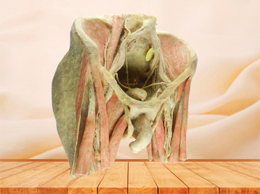 Male pelvic organs plastinated organs