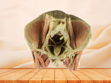 Male pelvic organs plastinated specimen