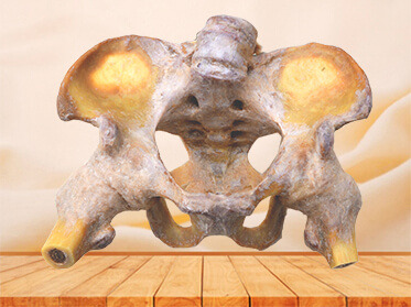 Male pelvic ligament