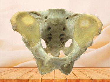 Male pelvic ligament