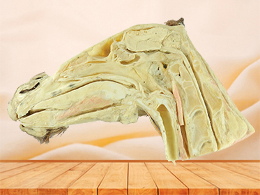 Median sagittal section of horse head for sale