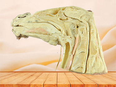 Median sagittal section of horse head plastinated specimen