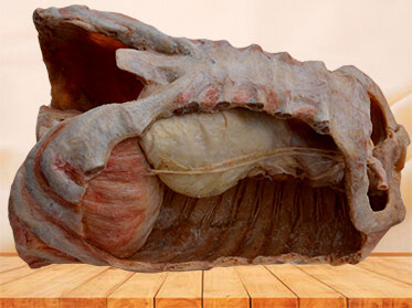Mediastinal organs and diaphragm