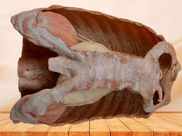 Mediastinal organs and diaphragm plastinated specimen