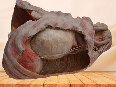 Mediastinal organs and diaphragm plastination specimen