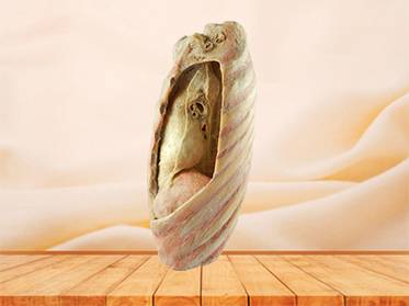 Mediastinal viscera with thorax for sale