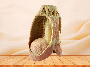 Mediastinal viscera with thorax plastination