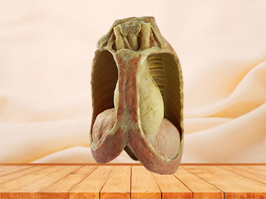 Mediastinal viscera with thorax specimen for sale