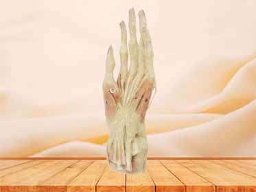 Middle muscles of hand specimen