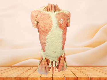 Muscles of the trunk plastination