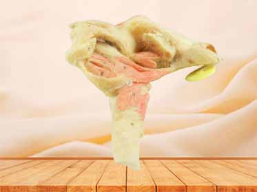 Musles of tongue plastinated specimen