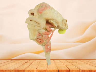 Musles of tongue plastination