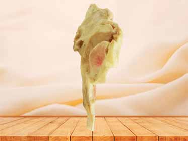 Musles of tongue specimen for sale