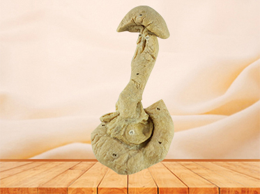 Pancreas duodenum and spleen plastination