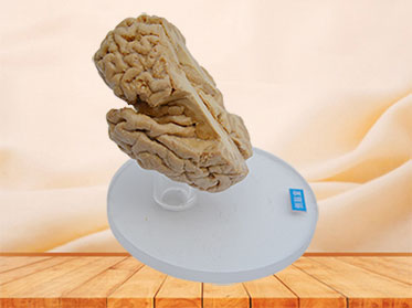 Paracele plastinated specimen