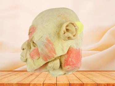 Paranasal sinuses and its opening plastinated specimen