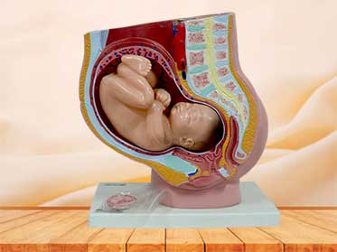 Pelvis model with uterus in the ninth month pregnancy