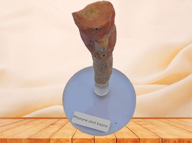 Pharynx and larynx plastination specimen