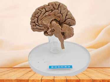 Pituitary and pineal gland