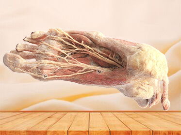 Plantar artery