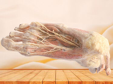 Plantar artery plastination specimen