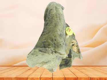 Root of the lung medical specimen