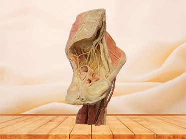 Sagittal section of Female pelvis human body
