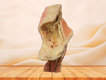 Sagittal section of Female pelvis human specimen