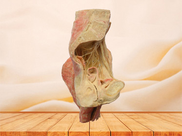 Sagittal section of Female pelvis plastinated cadaver