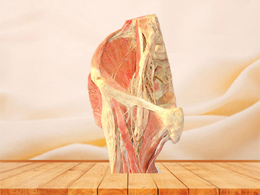 Sagittal section of Female pelvis plastinated organs