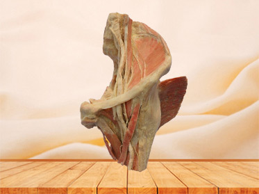 Sagittal section of Female pelvis plastination education