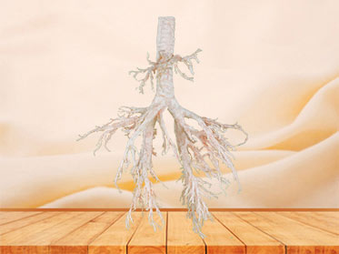 Sheep bronchial tree plastinated specimen