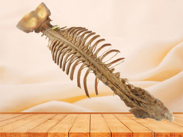 Spinal cord with nerves in vertebral column plastinated specimen