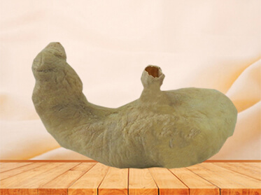 Stomach