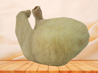 Stomach