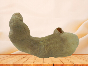Stomach