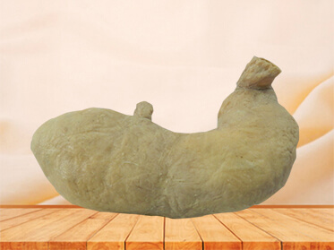 Stomach