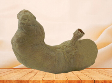 Stomach
