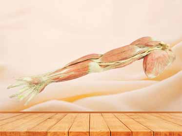 Superficial blood vessels and nerves of upper limb plastinated specimen